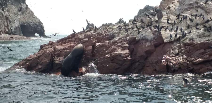 Ica: Ballestas Island & Paracas Reserve Private Tour - Key highlights to know before you go
