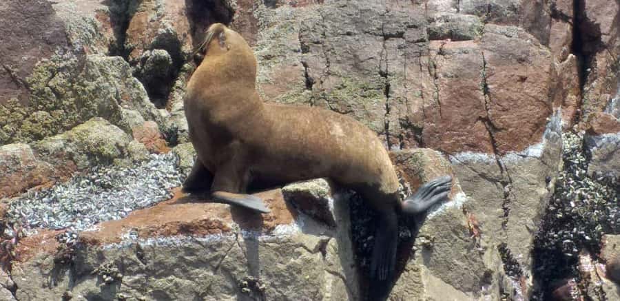 Ica: Ballestas Island & Paracas Reserve Private Tour - The Cathedral rock area: geology with a story