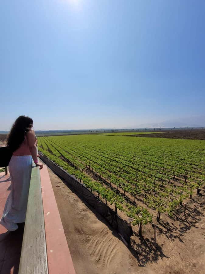 ICA: Pisco and Wine Route with tasting in 03 Wineries - Key highlights worth your time
