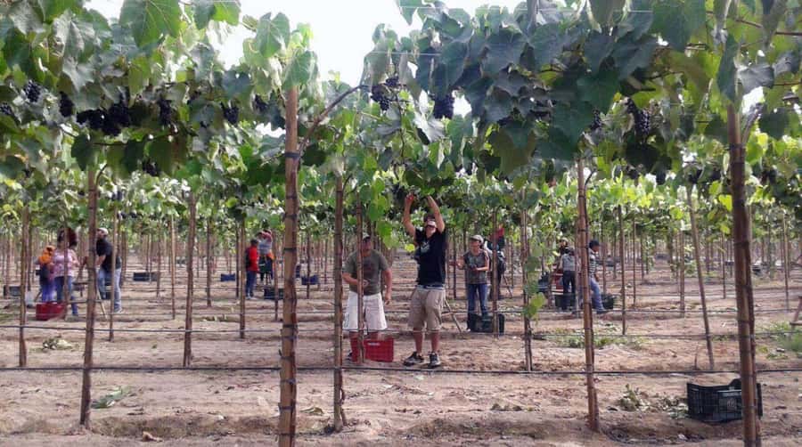 Ica: Tacama Winery and Pisco Tasting Tour with Hotel Pickup - What to bring, what to skip, and who the tour fits best