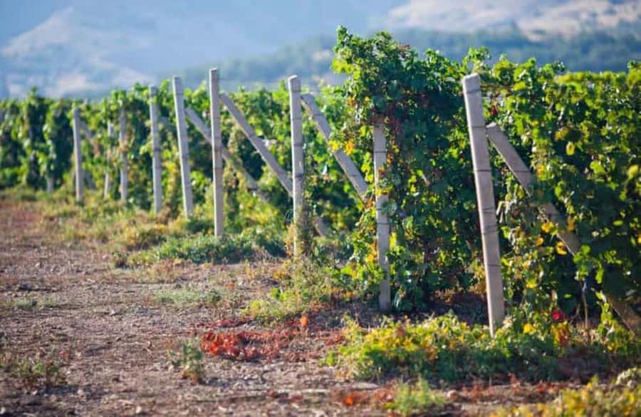 Ica: Winery Tour with Pisco and Wine Tasting - Lazo Winery Museum: where a winery tour turns historical and strange