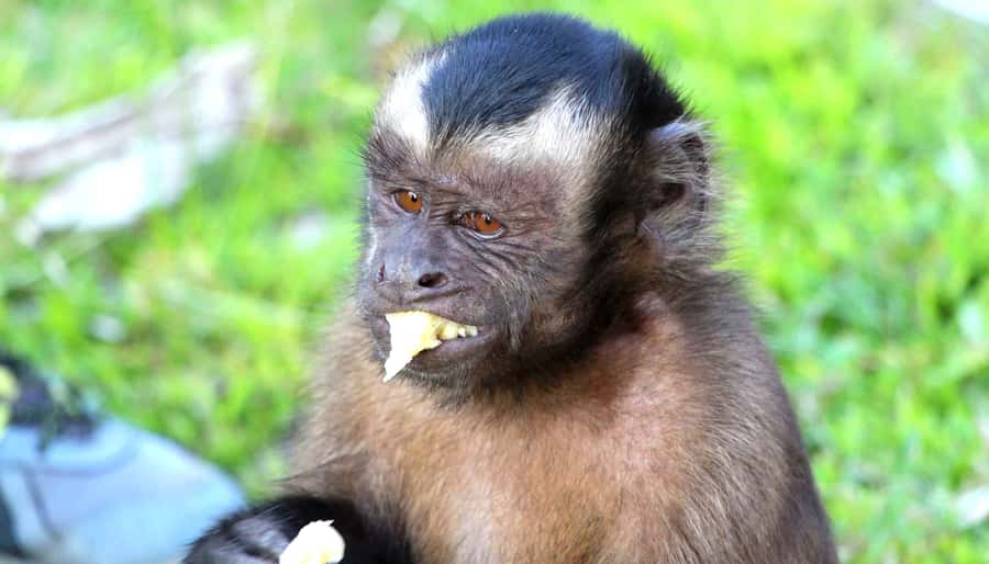 Iquitos: 2 Days and 1 Night Guided Amazon Jungle Tour - Key highlights to know before you go