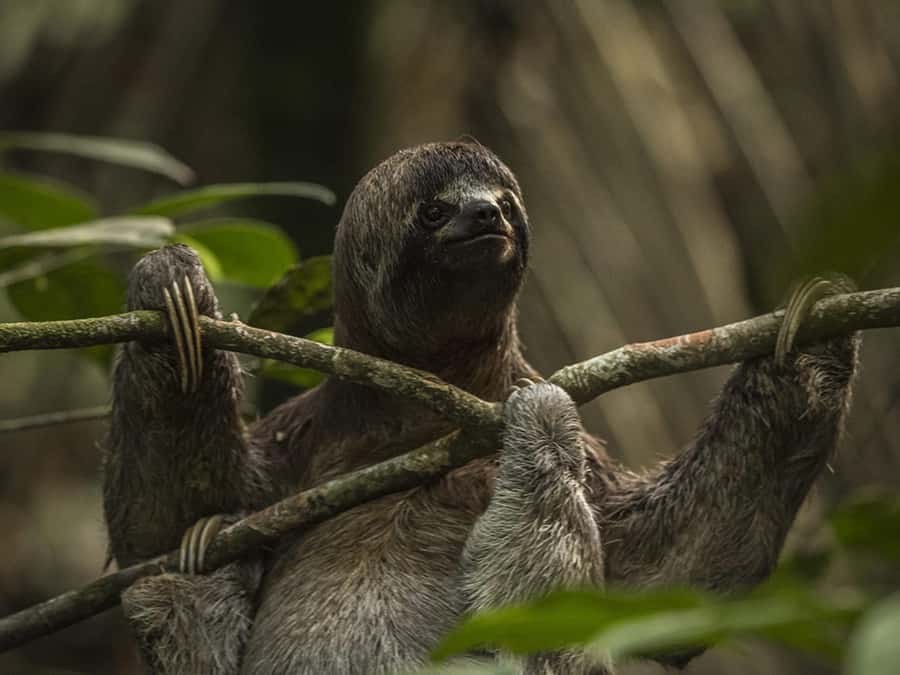 Iquitos: 2 Days and 1 Night Guided Amazon Jungle Tour - Mirador viewpoint, zipline, canopy, bridges, and rappel
