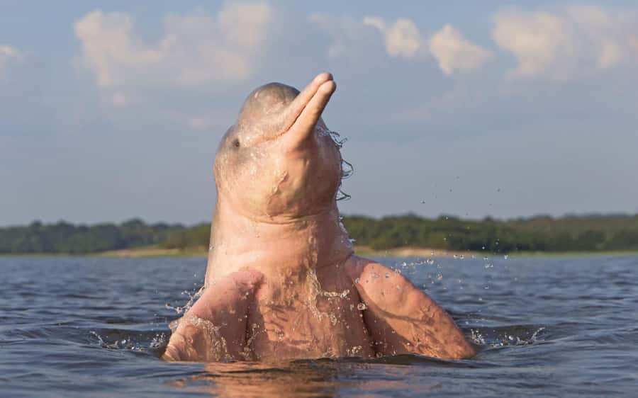 Iquitos: 3 Days and 2 Nights Guided Amazon Jungle Tour - The real draw: Iquitos, the Nanay River, and the Amazon River