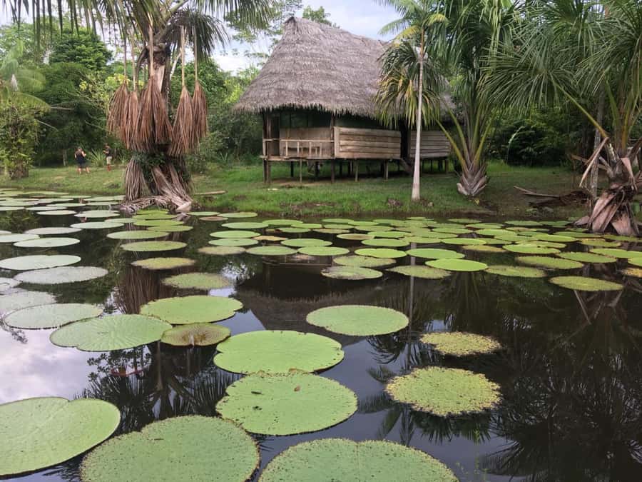 Iquitos: 3 Days and 2 Nights Guided Amazon Jungle Tour - Day 2: 4:30 am birding, a 26 meter mirador, and ziplining the canopy