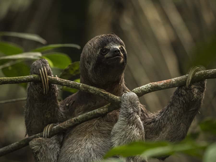 Iquitos: 3 Days and 2 Nights Guided Amazon Jungle Tour - Day 3: La Ceiba de la Selva (Huimba) trek, lodge lunch, then back by boat