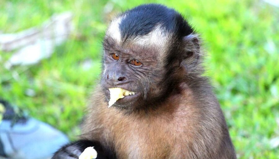 Iquitos: 3 Days and 2 Nights Guided Amazon Jungle Tour - Price and logistics: why $434 can feel fair, and what to verify