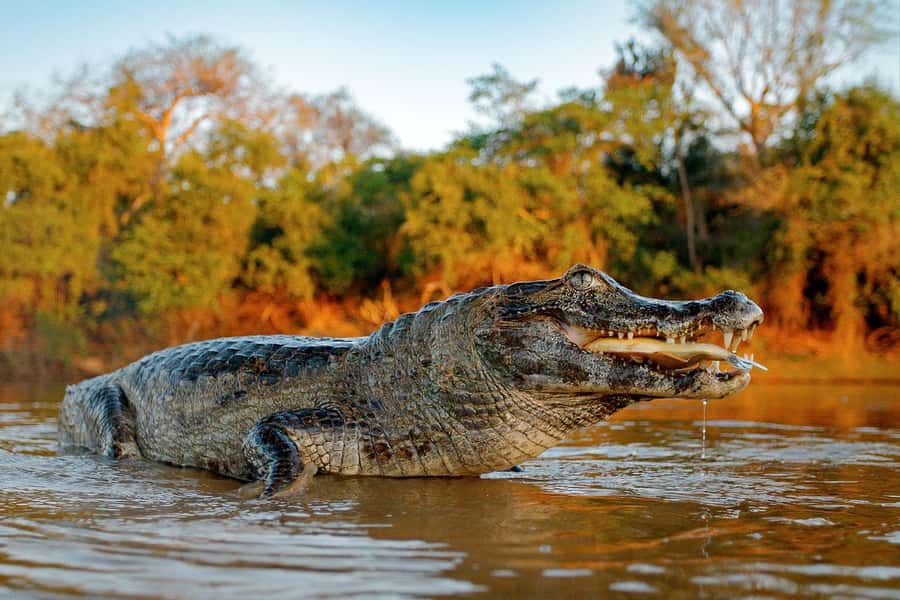 Iquitos: 5 Days inside the Rainforest | Amazon Jungle Tour - A small-group 5-day rainforest loop from Iquitos
