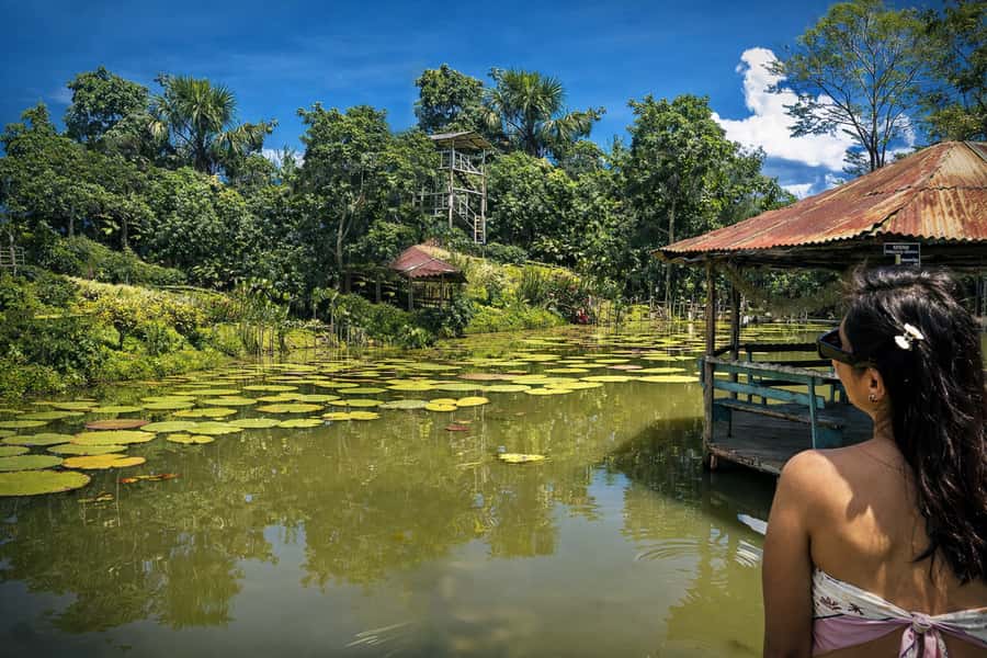 Iquitos: 6-Hour Wonderful Wildlife Guided Tour - The Amazon viewpoint: why the highest views matter