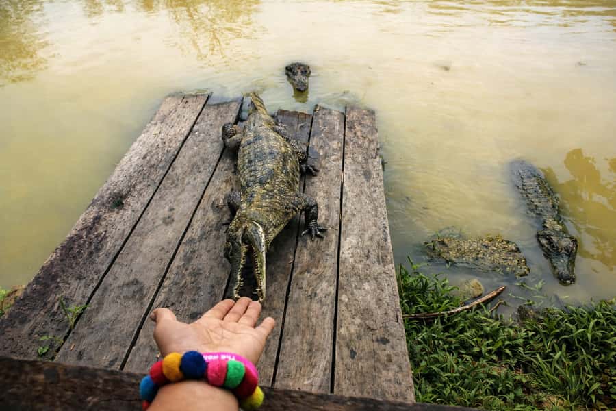 Iquitos: 6-Hour Wonderful Wildlife Guided Tour - Lupuna tree walk: the jungle protector folklore and the real-world pause