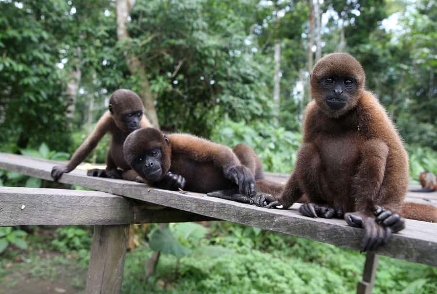 Iquitos : Full Day Excursion to Monkey Island - Entering the Amazon from the water, not the brochure