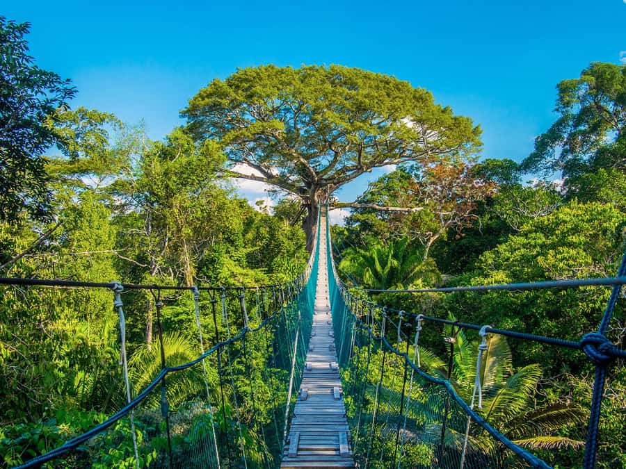 Iquitos: Full Day Tour in the Jungle | Amazon Safari - Key points to know before you go