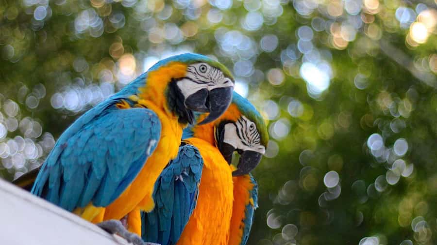 Iquitos: Full Day Tour in the Jungle | Amazon Safari - Price and value at $89 per person: what you actually get