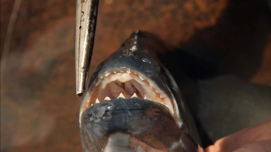 Iquitos: Piranha Fishing Experience in the Amazon jungle - Key Points at a Glance
