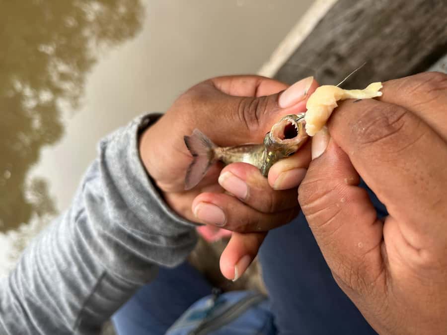 Iquitos: Piranha Fishing Experience in the Amazon jungle - What the 2 Hours Really Feel Like on the Water