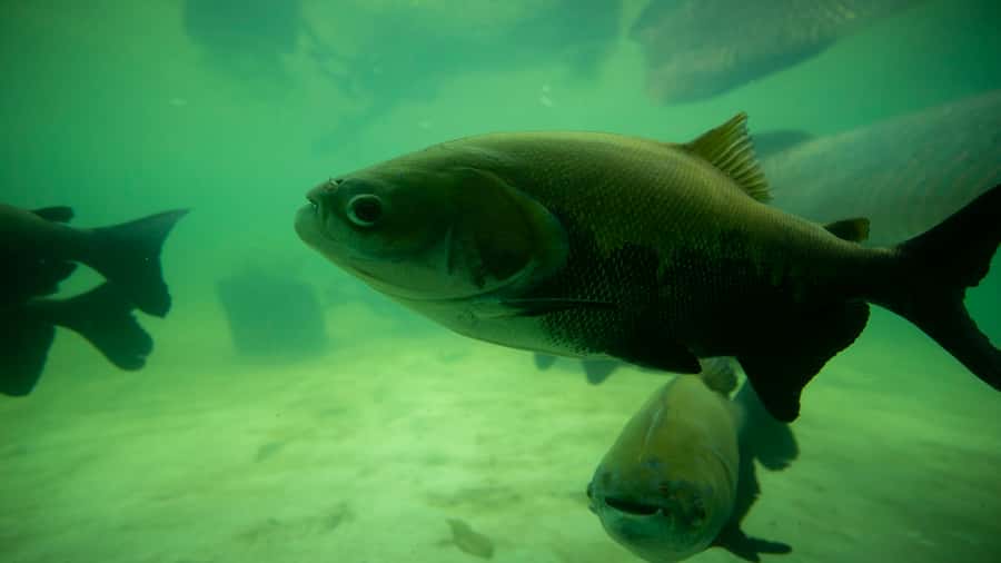Iquitos: Piranha Fishing Experience in the Amazon jungle - What to Bring for an Amazon River Session