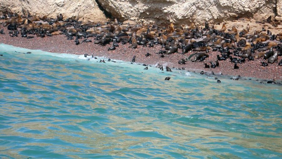 Lima: Ballestas & Huacachina Day Trip w/ Nazca Lines Flight - Hotel pickup, long-drive comfort, and what to bring