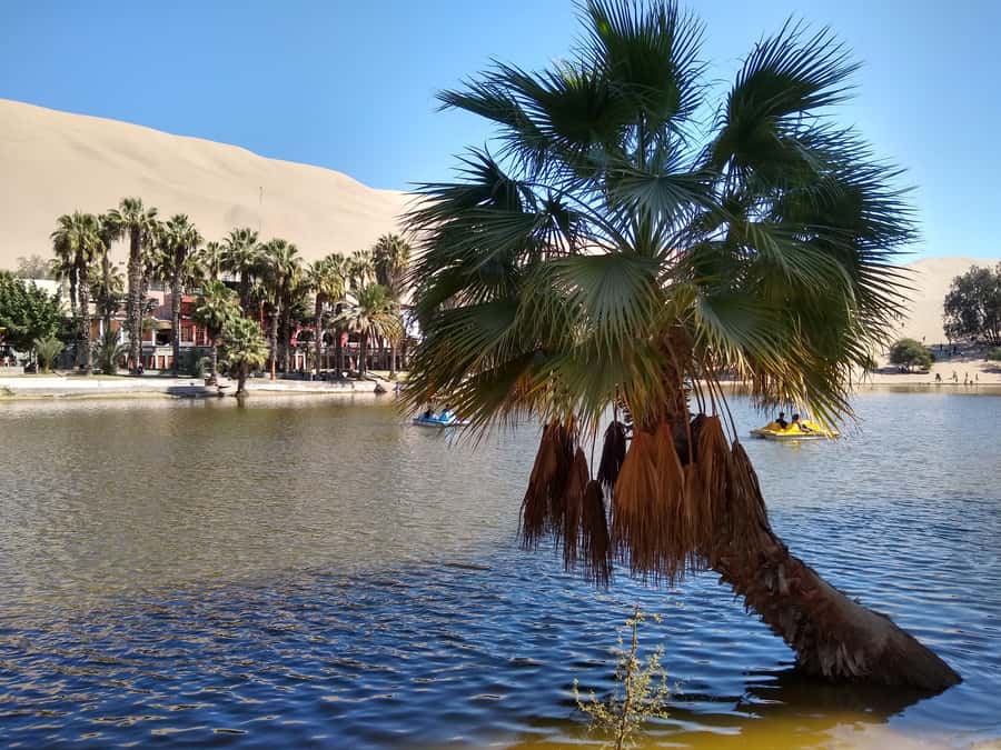 Lima: Ballestas Islands, Huacachina Oasis & Nazca Lines Tour - Price and value: what $625 buys in Ica region
