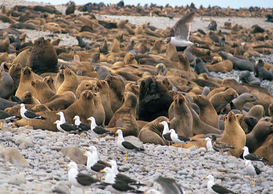 Lima: Ballestas Islands, Winery and Nazca Lines Private Tour - Ballestas Islands: long-tail boat time and real wildlife spotting