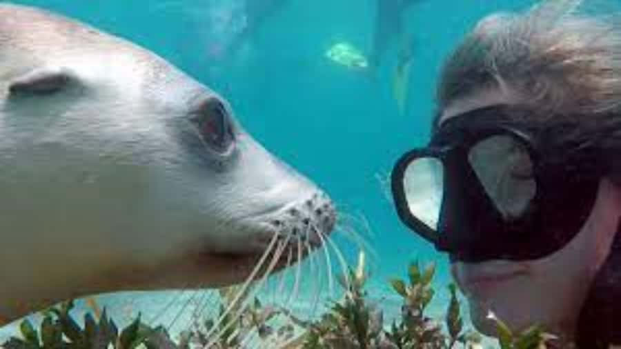 Lima | Islas Palomino Tour | Swim with Sea Lions - Key highlights to know before you go