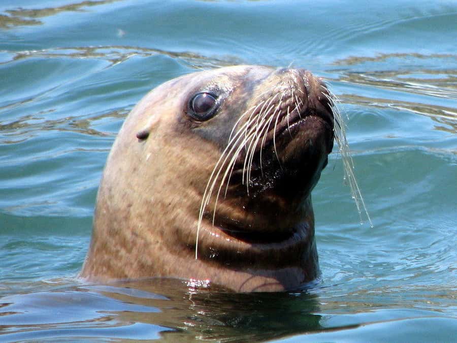 Lima | Islas Palomino Tour | Swim with Sea Lions - Price and What You Get for $79 per Person