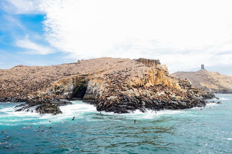 Lima | Islas Palomino Tour | Swim with Sea Lions - Who This Tour Suits Best (and Who Might Skip It)