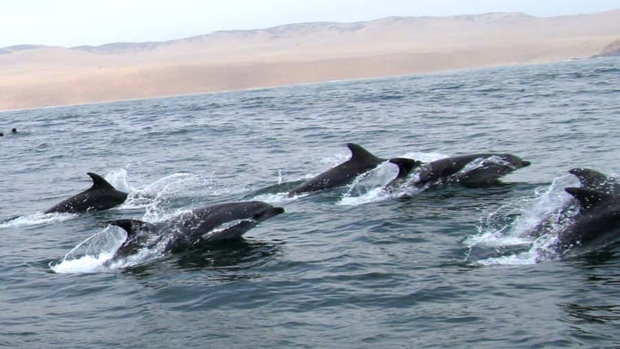 Lima | Islas Palomino Tour | Swim with Sea Lions - Should you book this Lima Islas Palomino Sea Lion Tour?