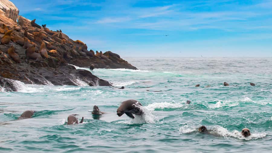 Lima | Islas Palomino Tour | Swim with Sea Lions - The Boat Ride Out of Callao: San Lorenzo, Guano Birds, and Humboldt Penguins