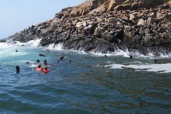 Lima: Palomino Islands Excursion & Swimming with Sea Lions with Hotel Transfers - Speedboat Views of San Lorenzo, El Camotal, Cabinzas, and Palomino