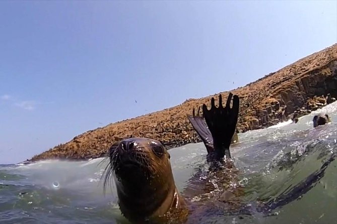 Lima: Palomino Islands Excursion & Swimming with Sea Lions with Hotel Transfers - Birdlife Plus Humboldt Penguins: The Cruise Isn’t Just a Setup