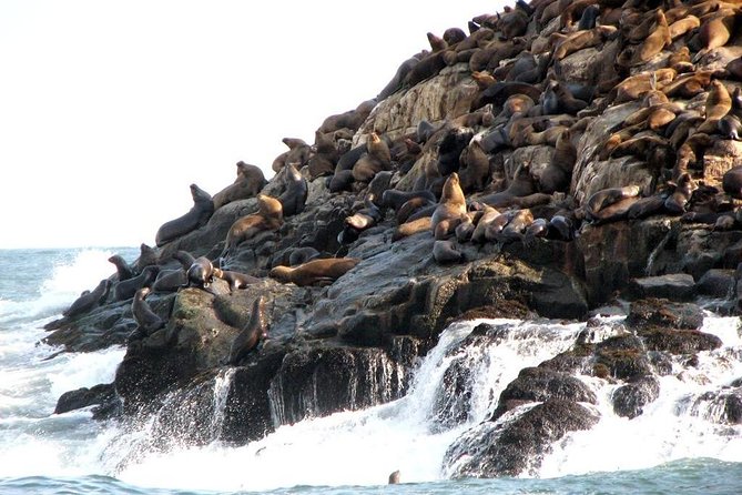 Lima: Palomino Islands Excursion & Swimming with Sea Lions with Hotel Transfers - Open-Air Boat Reality: Sun, Wind, and Comfort Hacks That Actually Help