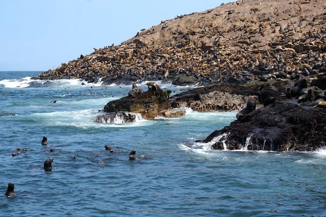Lima: Palomino Islands Excursion & Swimming with Sea Lions with Hotel Transfers - Safety and Crew Style: Calm Help When You’re in the Water