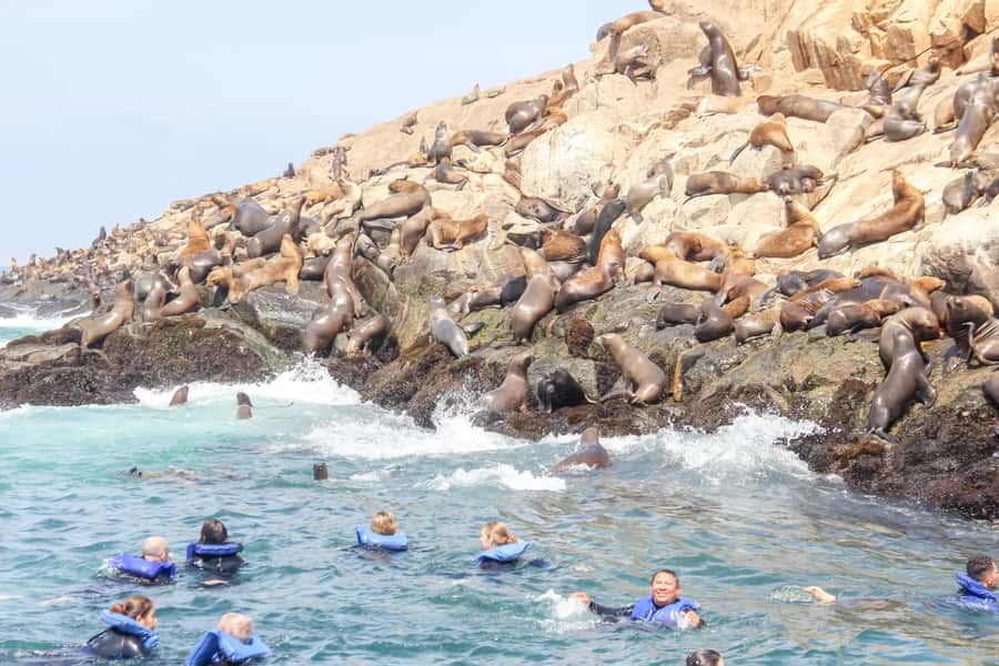 Lima: Palomino Islands Speedboat Tour & Swim with Sea Lions - Lima to the Pacific in one half day: what this outing really feels like