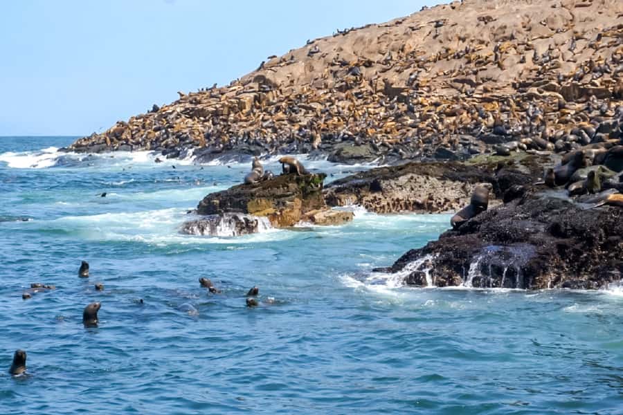 Lima: Palomino Islands Speedboat Tour & Swim with Sea Lions - Sea birds you can actually name (so spotting feels less random)