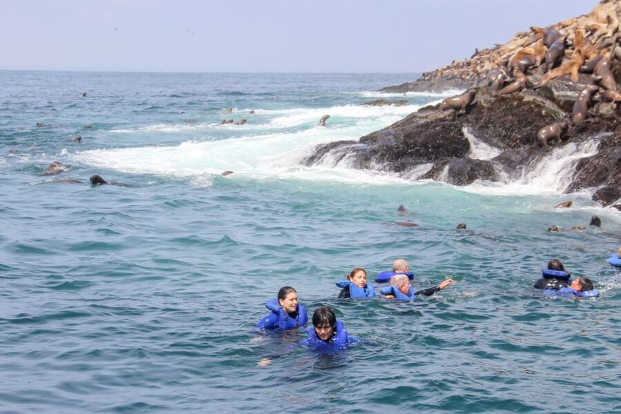 Lima: Palomino Islands Speedboat Tour & Swim with Sea Lions - The Palomino Islands stop: what happens during the 2.5 hours