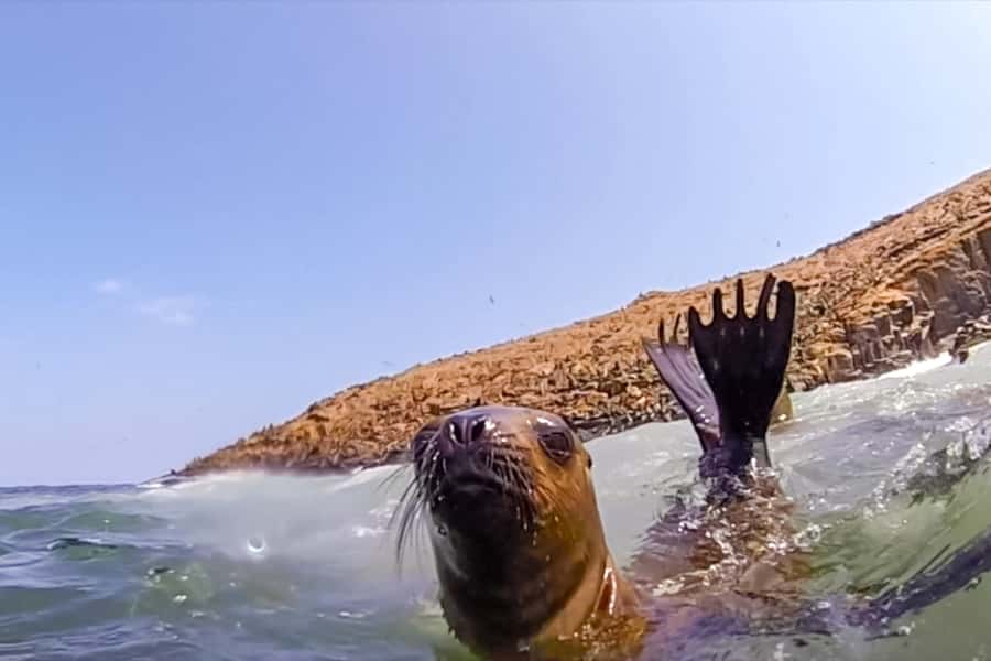 Lima: Palomino Islands Speedboat Tour & Swim with Sea Lions - Getting picked up and moving to Callao Harbor (without losing your morning)