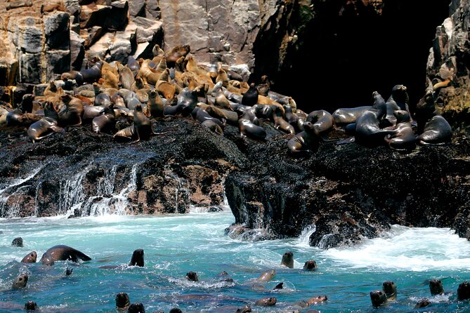 Lima Peru Sea Lions, History and Palomino Callao Islands - Key things I’d plan for before you go