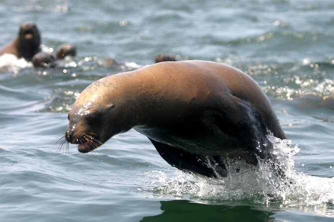 Lima Peru Sea Lions, History and Palomino Callao Islands - What guides actually do during the trip