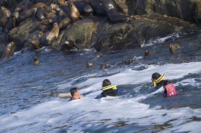 Lima Peru Sea Lions, History and Palomino Callao Islands - What to bring and what not to stress about