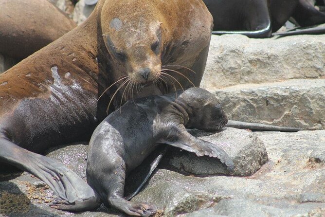 Lima Peru Sea Lions, History and Palomino Callao Islands - When this tour is the best fit for you