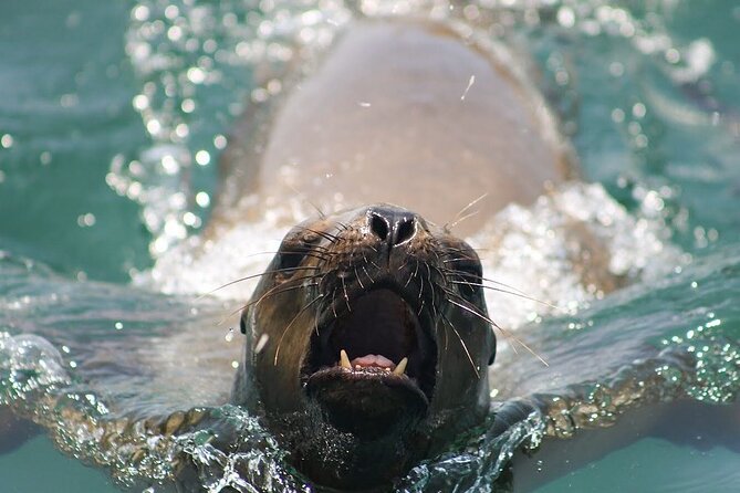 Lima Peru Sea Lions, History and Palomino Callao Islands - Your timing reality: 10:00 start, but show up early