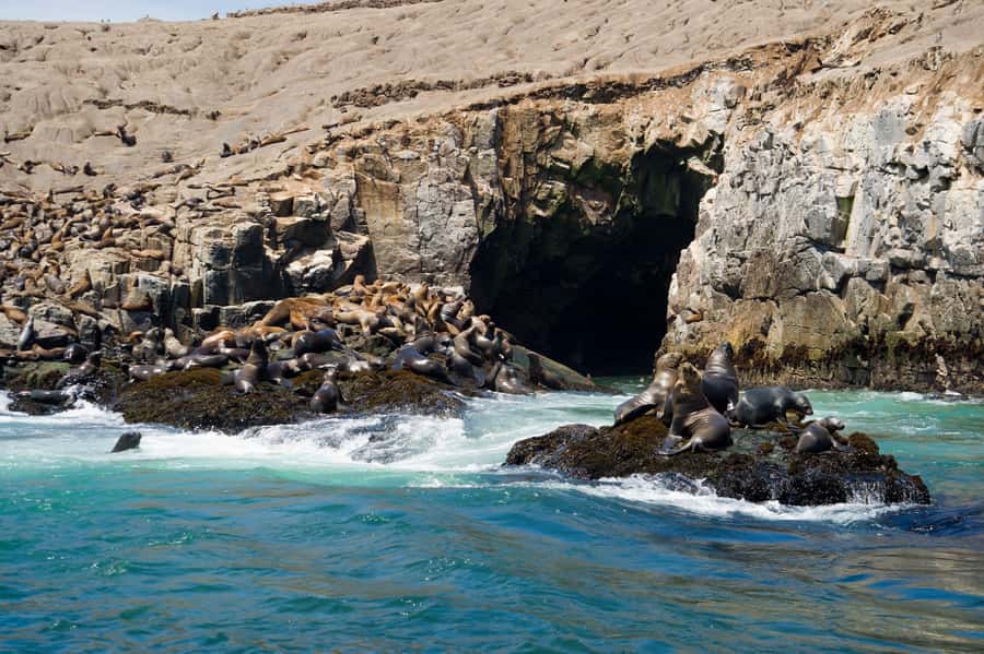 Lima: Sea Lion Swim and Wildlife Palomino Islands Cruise - Key highlights you will care about