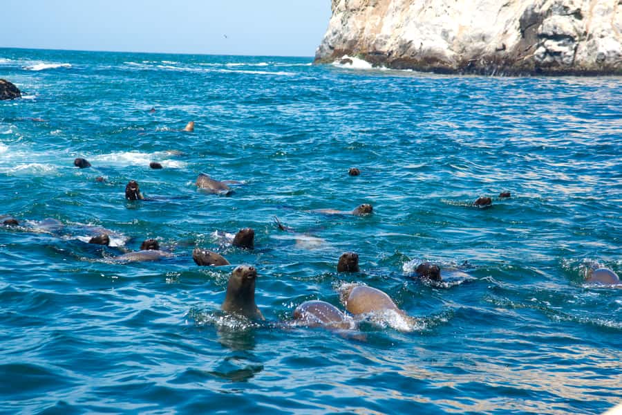Lima: Sea Lion Swim and Wildlife Palomino Islands Cruise - Palomino Islands sea lion swim: wetsuits, water temperature, and how to make it comfortable