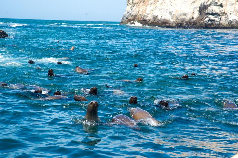 Lima: Sea Lion Swim and Wildlife Palomino Islands Cruise - Birdwatching for guano birds and Humboldt penguins, with real-world expectations