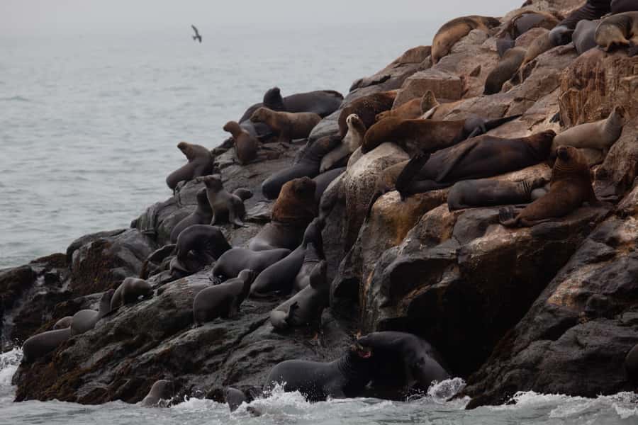Lima: Sea Lion Swim and Wildlife Palomino Islands Cruise - Cruise value: what $76 really buys, and the $7 fees to remember