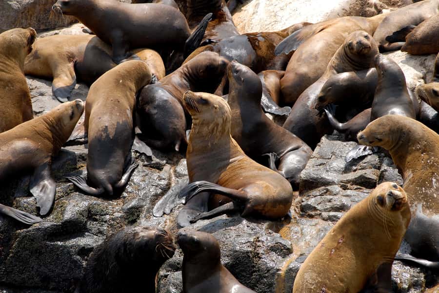 Lima: Sea Lion Swim and Wildlife Palomino Islands Cruise - What to bring for a sea lion swim day in Lima
