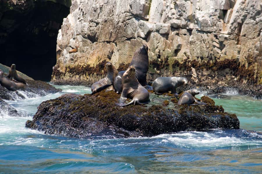 Lima: Sea Lion Swim and Wildlife Palomino Islands Cruise - Should you book LimaTours for the Sea Lion Swim and Palomino Islands cruise?