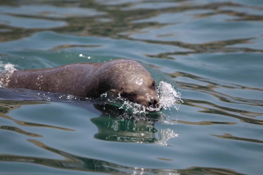 Lima: Sea Lion Swim and Wildlife Palomino Islands Cruise - From La Punta to San Lorenzo Island, Peru’s biggest marine bioreserve stop