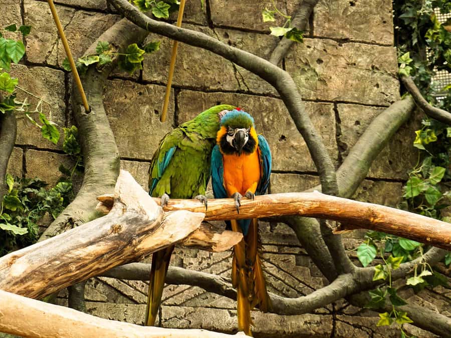 Living Nature from Cusco: 3 Days Manu Jungle all inclusive - Day 2: Pilcopata to Amazon Manu Lodge by Boat, plus Machuwasi Lake and a Real Night Walk