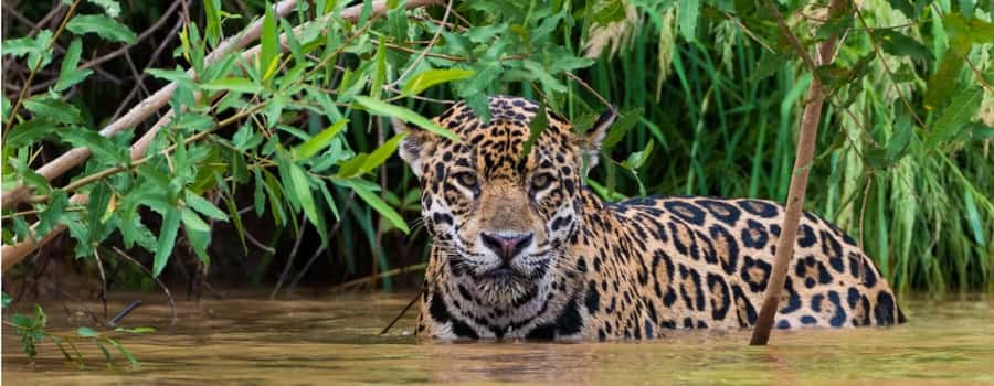 Living Nature from Cusco: 3 Days Manu Jungle all inclusive - Lodges and the Logistics You Should Expect in the Jungle